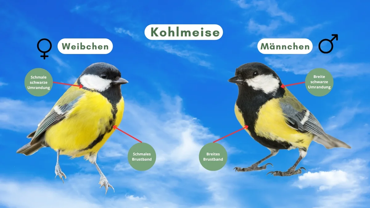Unterschied Kohlmeise Männchen und Weibchen - Vögel in Europa