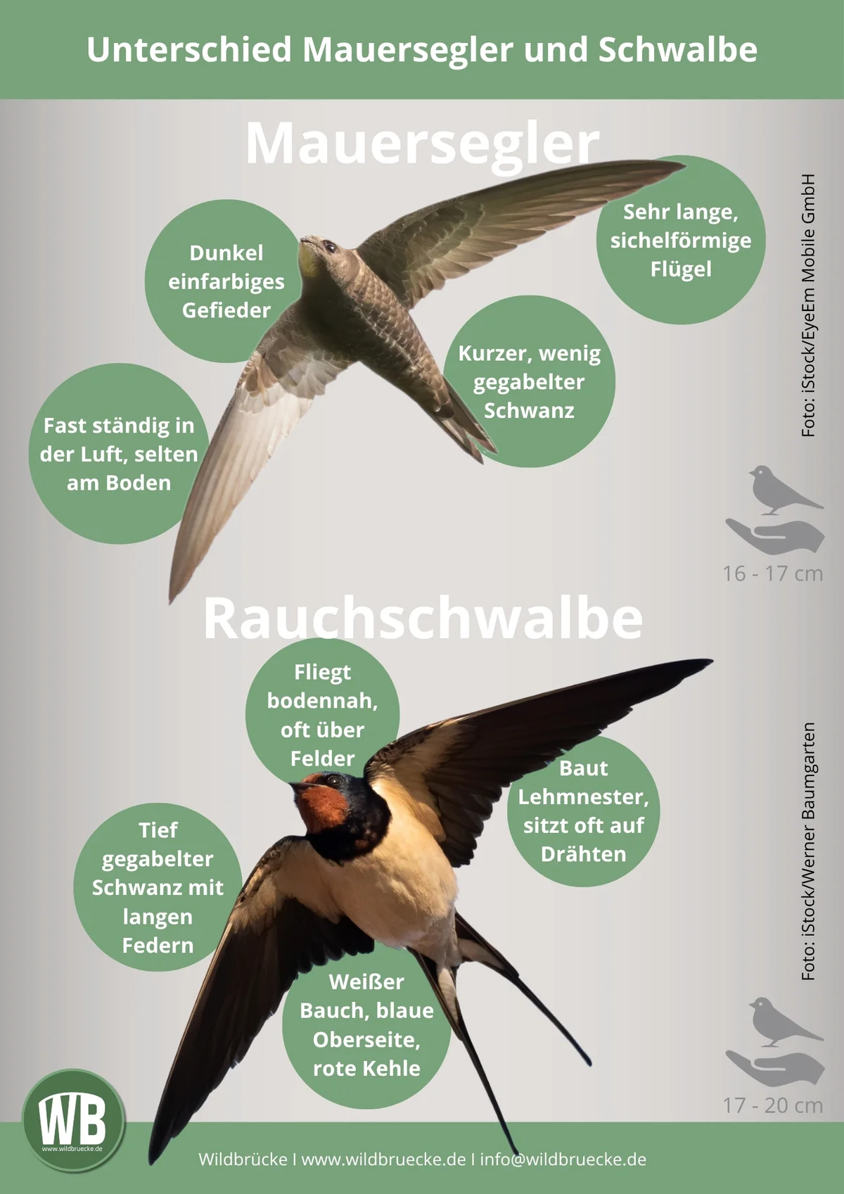 Unterschied Mauersegler und Schwalbe - Vögel in Europa