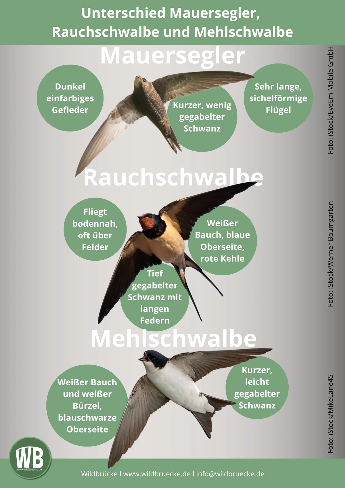 Unterschied Rauchschwalbe, Mehlschwalbe und Mauersegler - Vögel in Europa