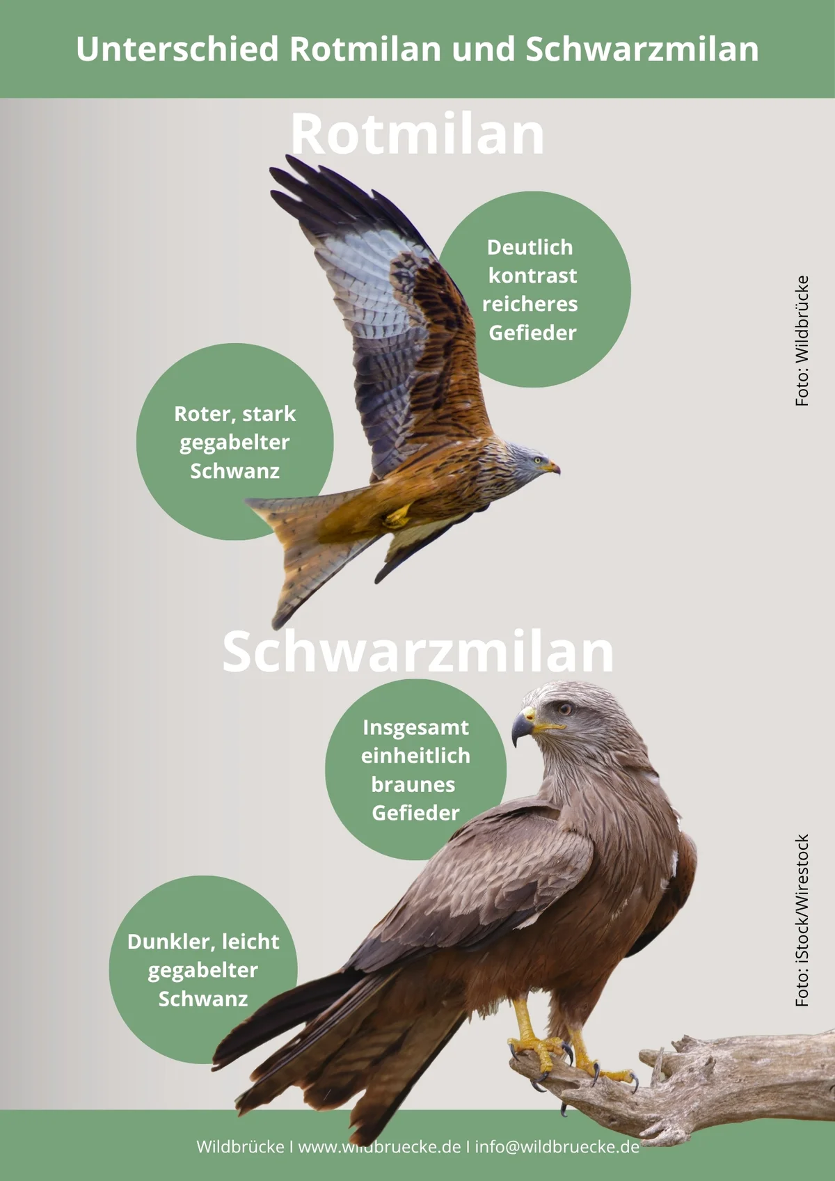 Unterschied Rotmilan und Schwarzmilan - Vögel in Europa