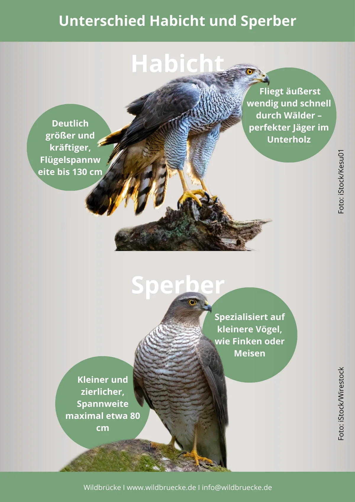 Unterschied Habicht und Bussard - Vögel in Europa