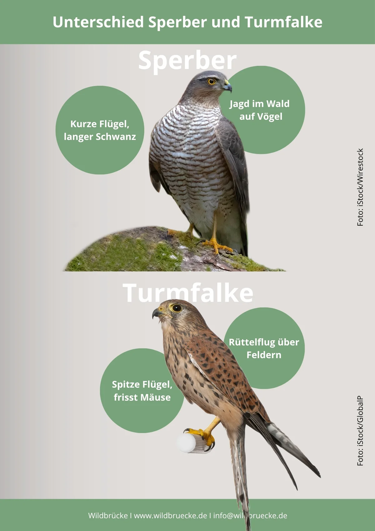 Unterschied Habicht und Turmfalke - Vögel in Europa