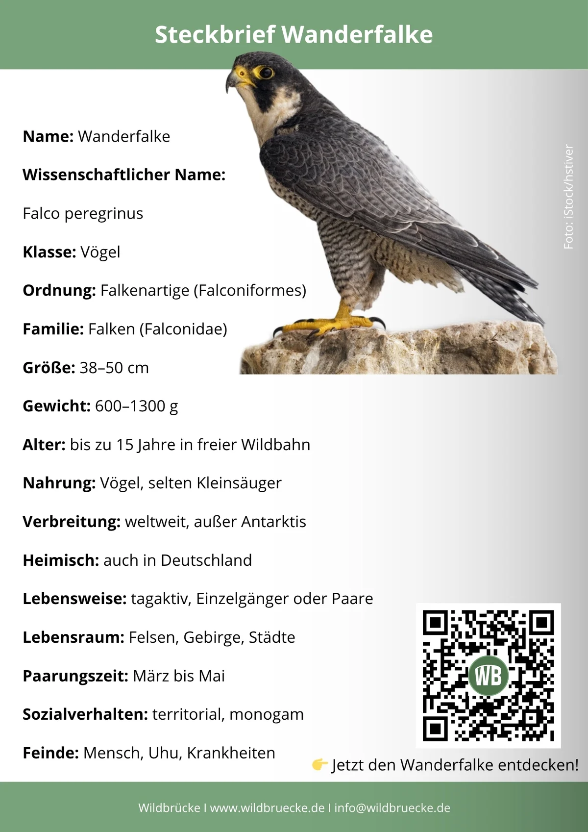 Wanderfalke Steckbrief - Vögel in Europa