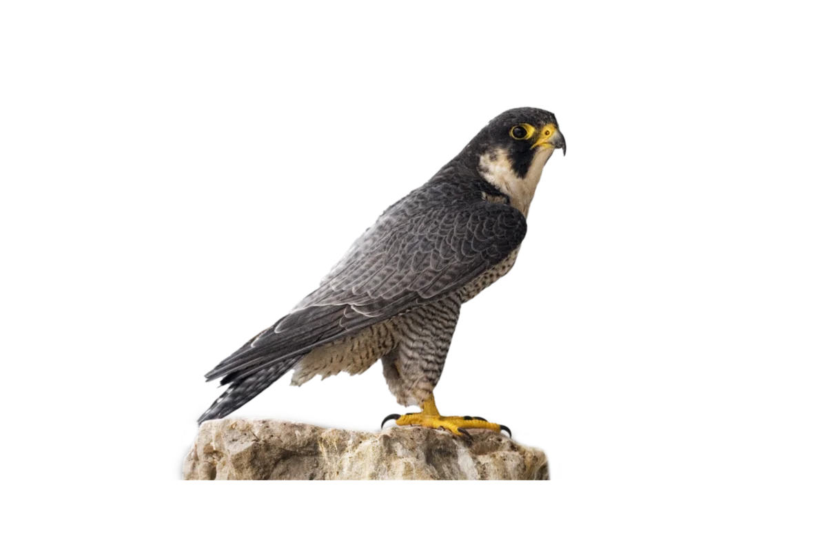 Wanderfalke - Vögel in Europa Wanderfalke - Vögel in Europa