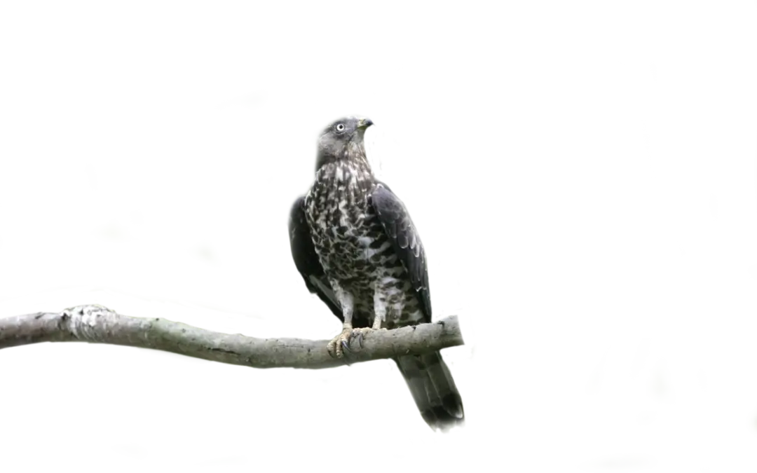 Wespenbussard