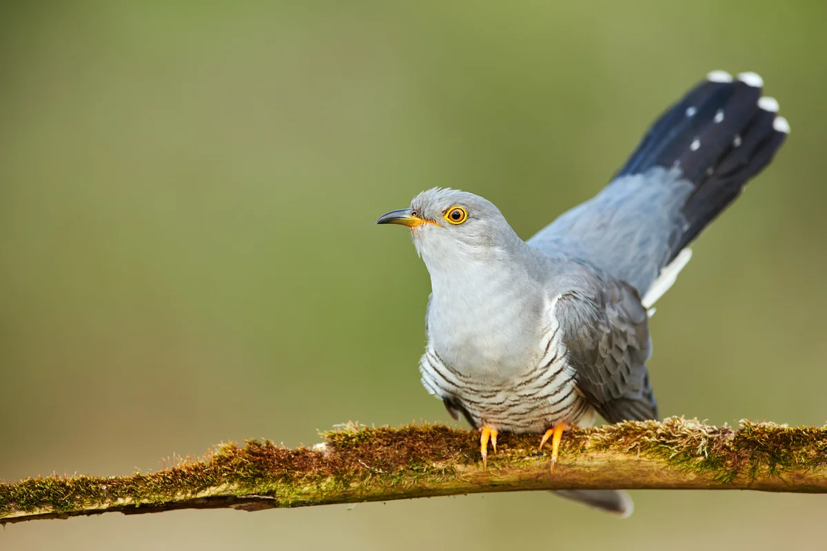Wie sieht der Kuckuck aus - Vögel in Europa Wie sieht der Kuckuck aus - Vögel in Europa