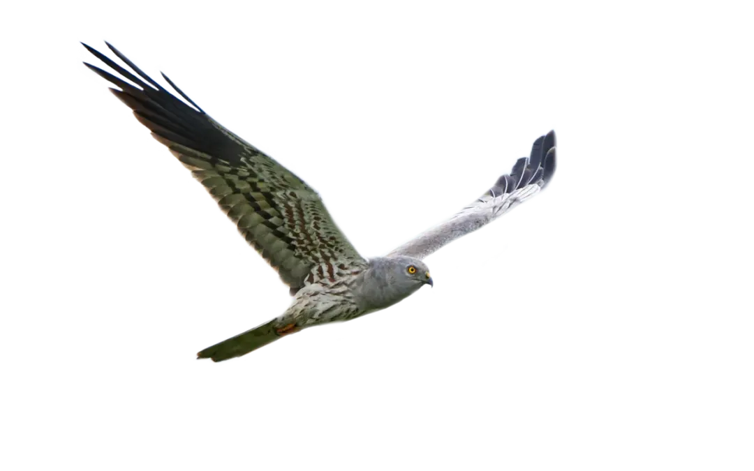Wiesenweihe