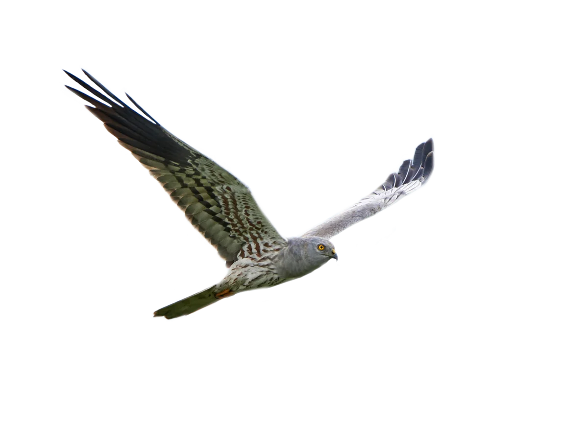 Wiesenweihe - Vögel in Europa Wiesenweihe - Vögel in Europa