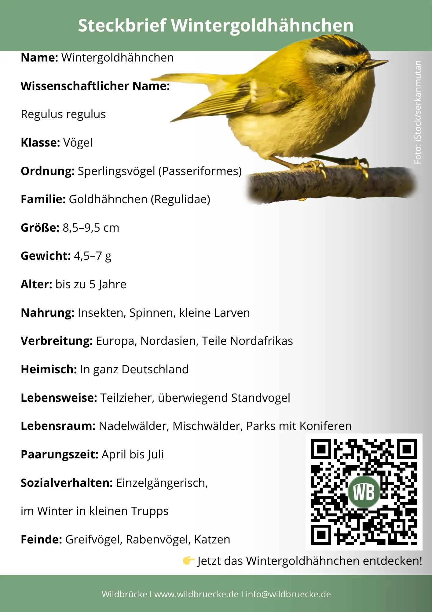 Wintergoldhähnchen Steckbrief - Vögel in Europa