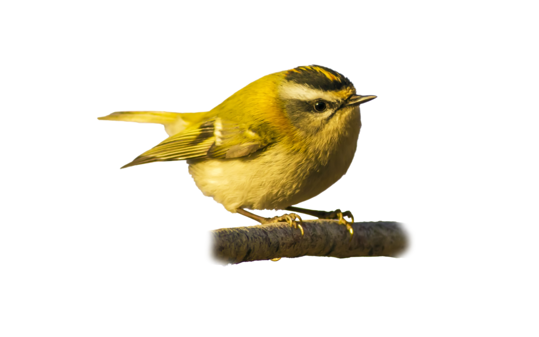 Wintergoldhähnchen