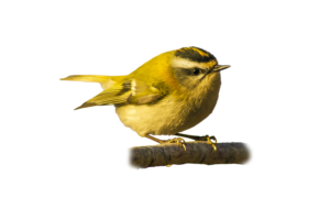 Wintergoldhähnchen - Vögel in Europa