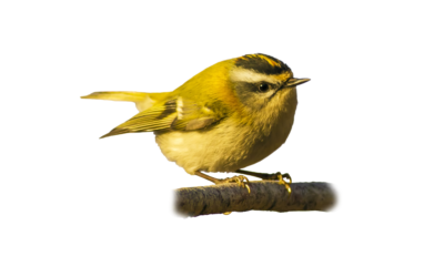 Wintergoldhähnchen