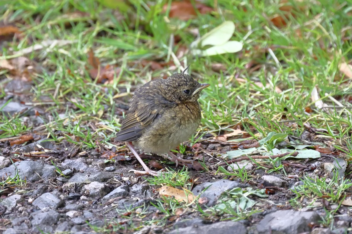 Zaunkönig Babys - Vögel in Europa Zaunkönig Babys - Vögel in Europa