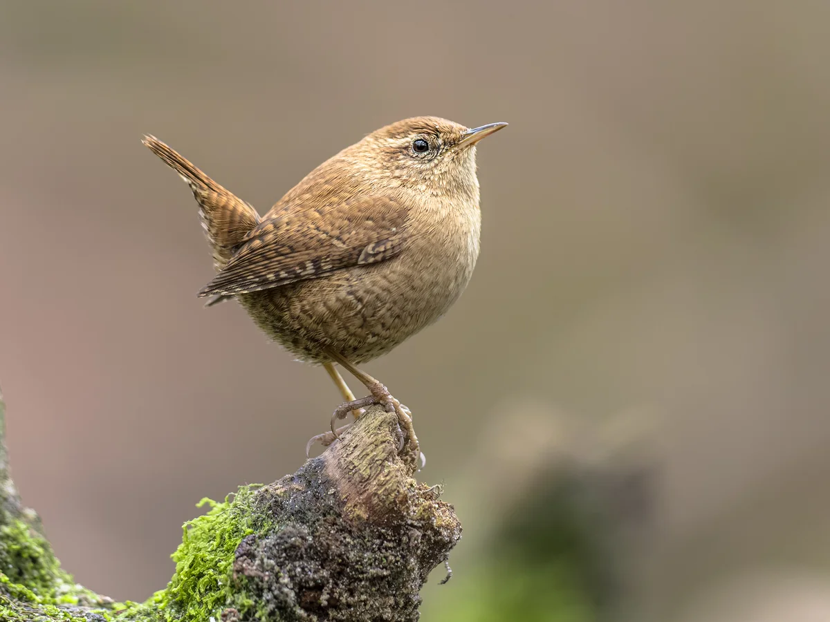 Zaunkönig Größe - Vögel in Europa Zaunkönig Größe - Vögel in Europa