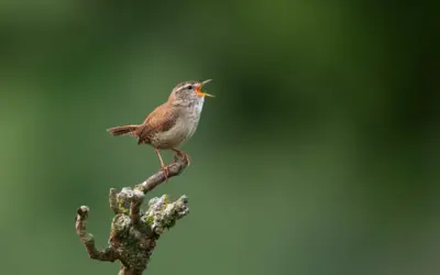 Zaunkönig Ruf: So erkennst du die Stimme des kleinen Heckenbewohners