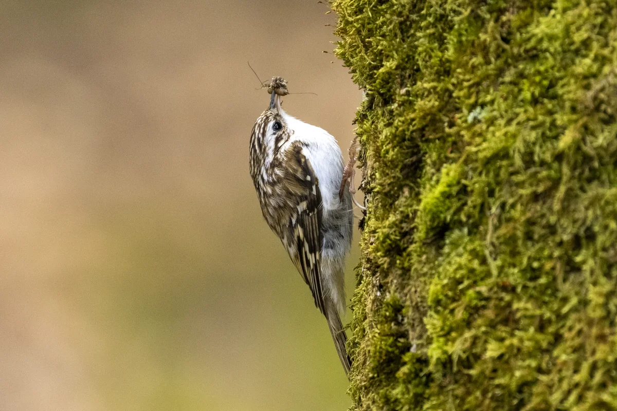 Zaunkönig ähnliche Vögel der Gartenbaumläufer - Vögel in Europa