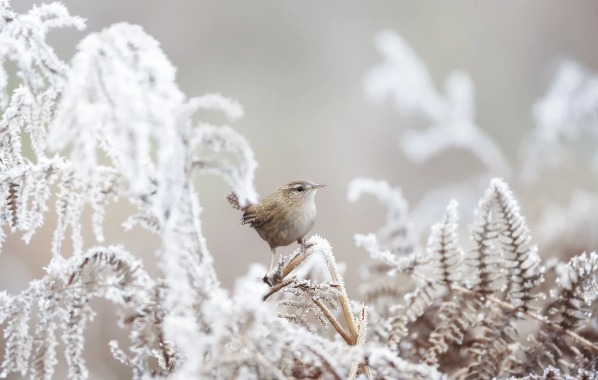 Zaunkönig im Winter - Vögel in Europa
