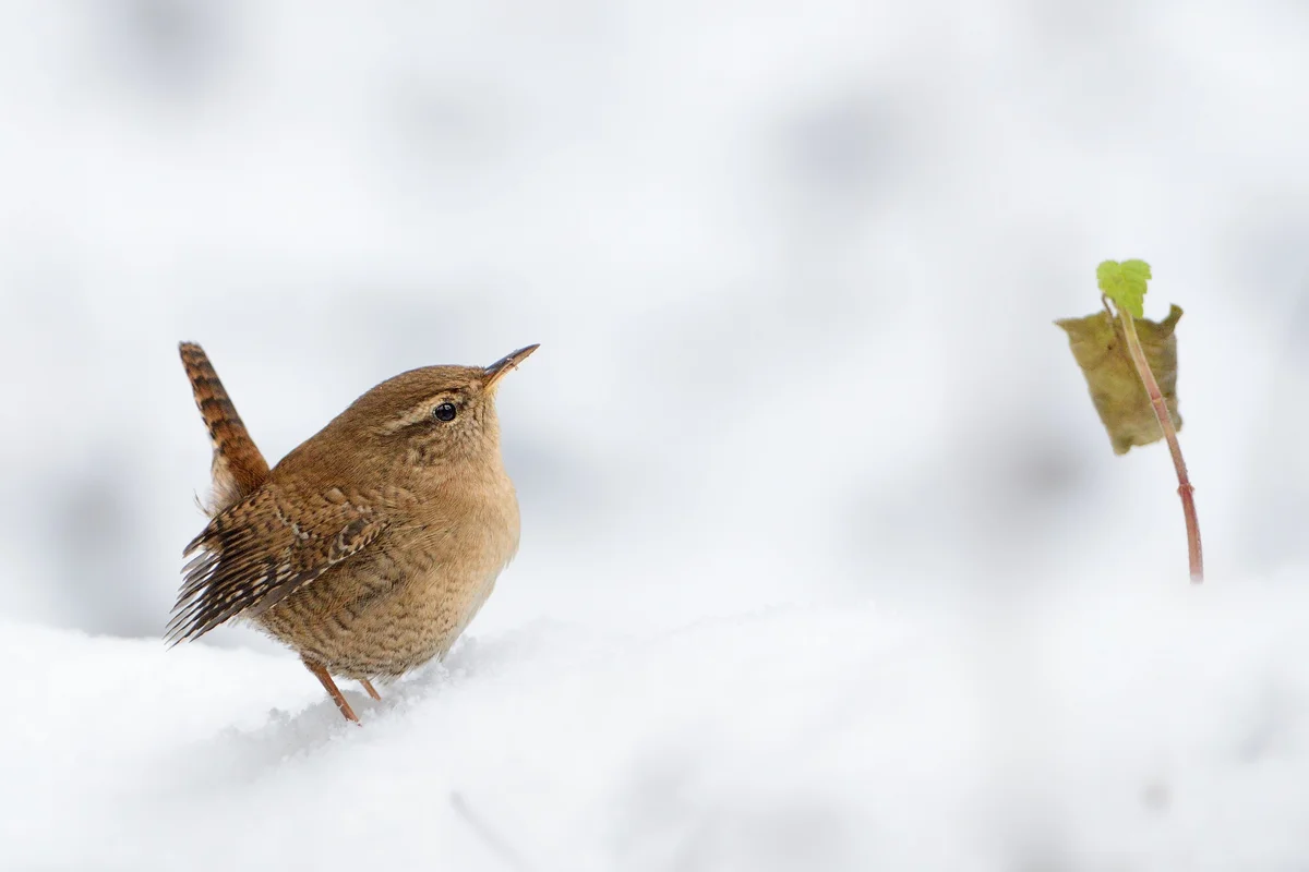 Zaunkönig im Winter im Schnee - Vögel in Europa Zaunkönig im Winter im Schnee - Vögel in Europa