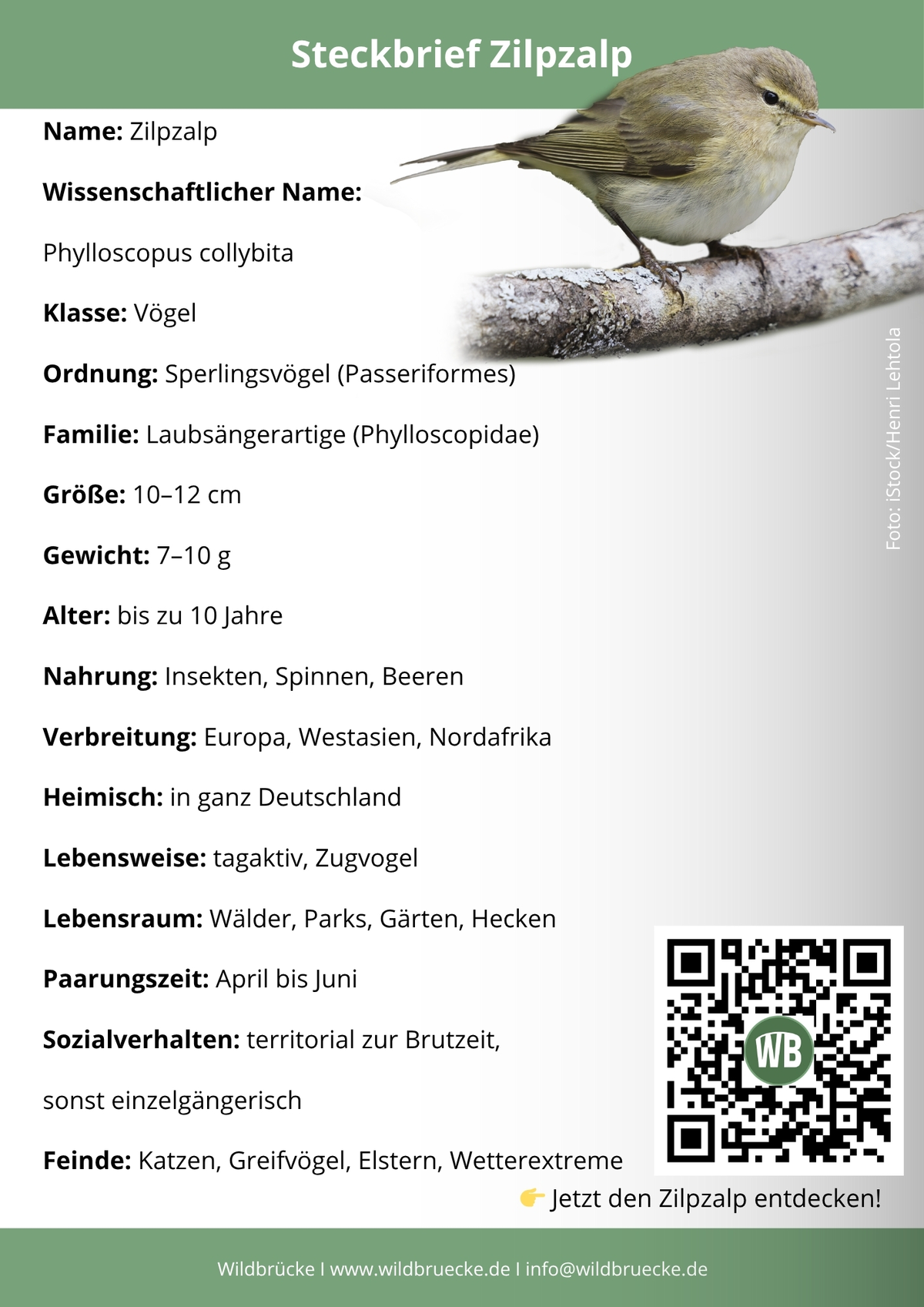 Zilpzalp Steckbrief- Vögel in Europa