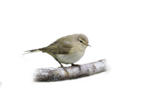 Zilpzalp- Vögel in Europa