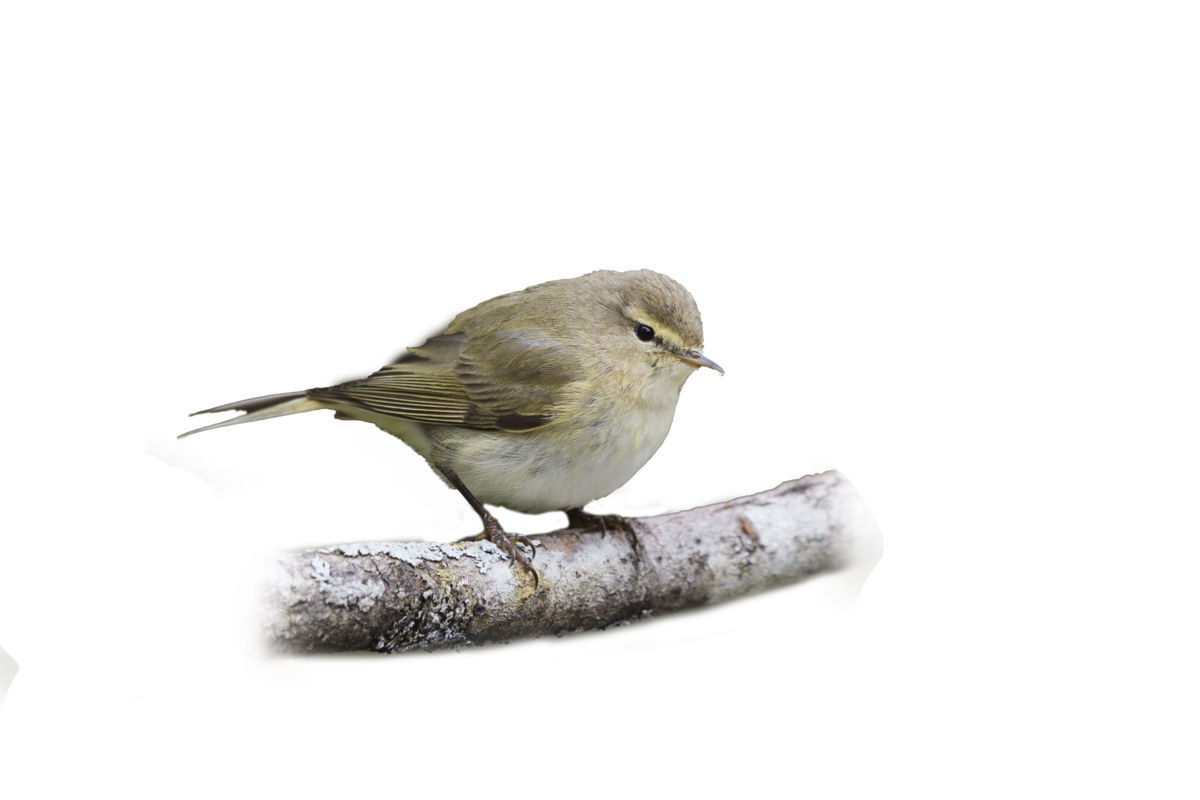 Zilpzalp- Vögel in Europa Zilpzalp- Vögel in Europa
