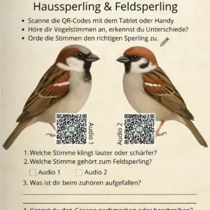 Zwitscherduell Wer singt hier Haussperling und Feldsperling - Vögel in Europa
