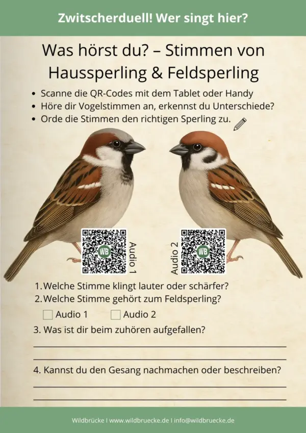 Zwitscherduell Wer singt hier Haussperling und Feldsperling - Vögel in Europa