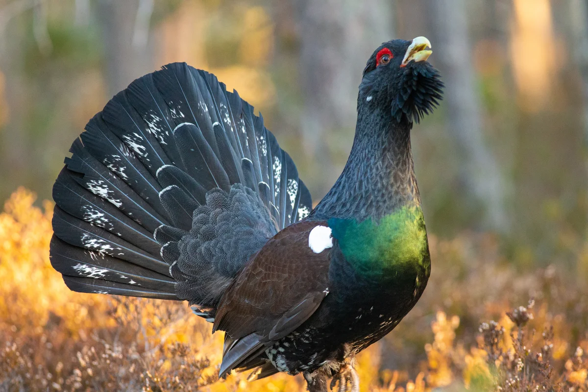 Auerhahn Ruf - Vögel in Europa