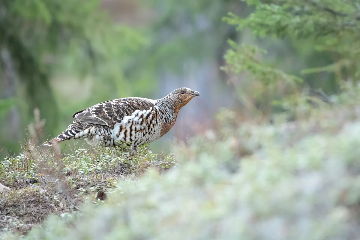 Auerhahn Weibchen - Vögel in Europa