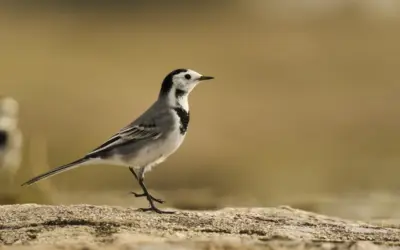 Bachstelze Gesang