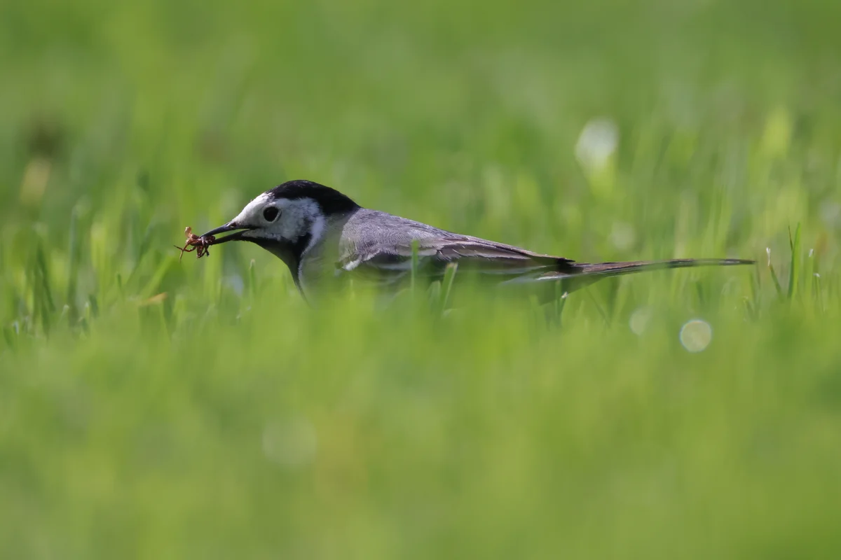 Bachstelze im Garten - Vögel in Europa Bachstelze im Garten - Vögel in Europa