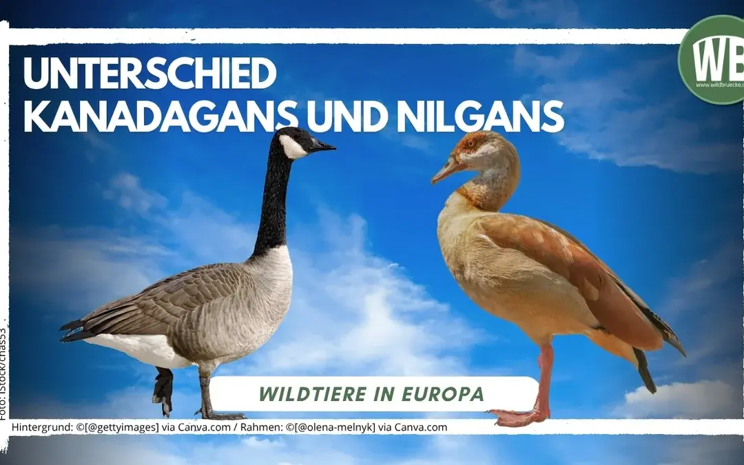 Unterschied Kanadagans und Nilgans