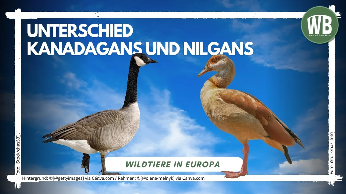 Beitragsbild Unterschied Kanadagans und Nilgans - Vögel in Europa Unterschied Kanadagans und Nilgans - Vögel in Europa