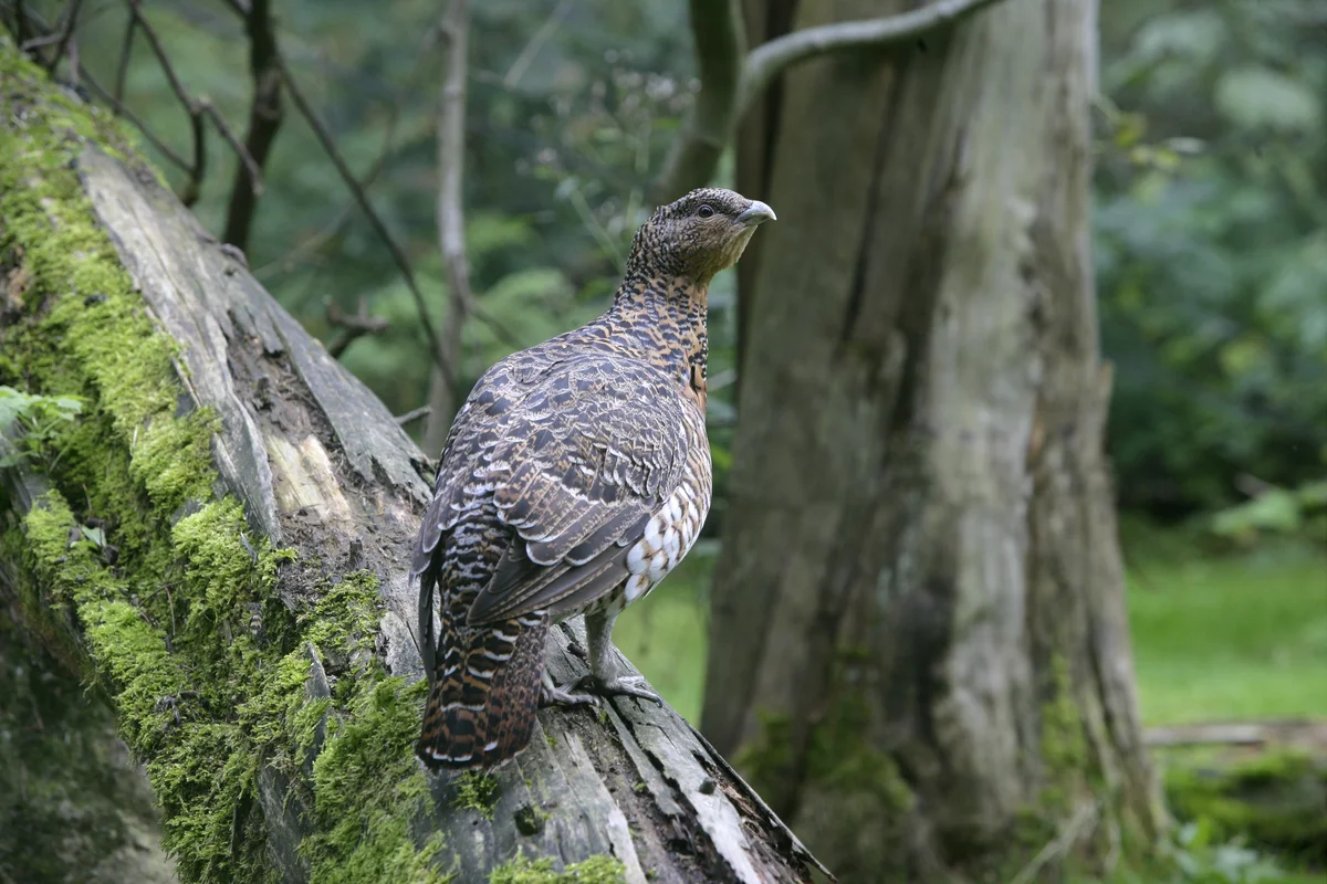 Das Auerhahn Weibchen - Vögel in Europa