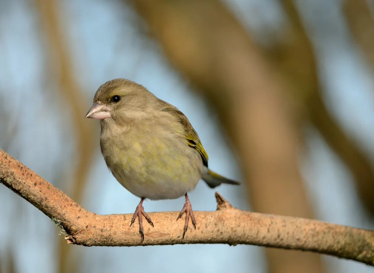 Das Grünfink Weibchen - Vögel in Europa