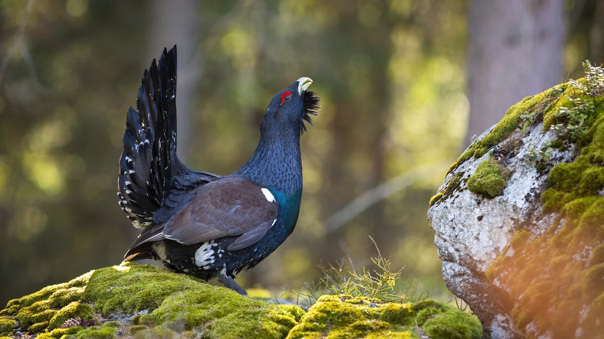 Der Auerhahn Ruf - Vögel in Europa