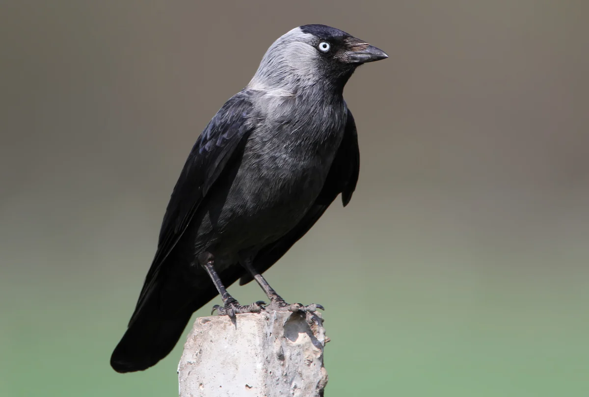 Der Dohle Ruf - Vögel in Europa