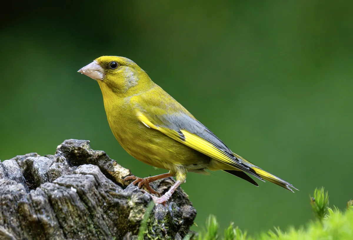 Der Grünfink Gesang - Vögel in Europa