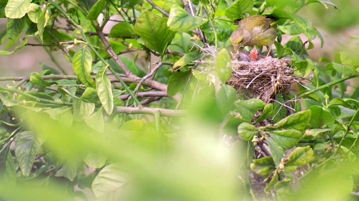Der Grünfink Jungvogel - Vögel in Europa