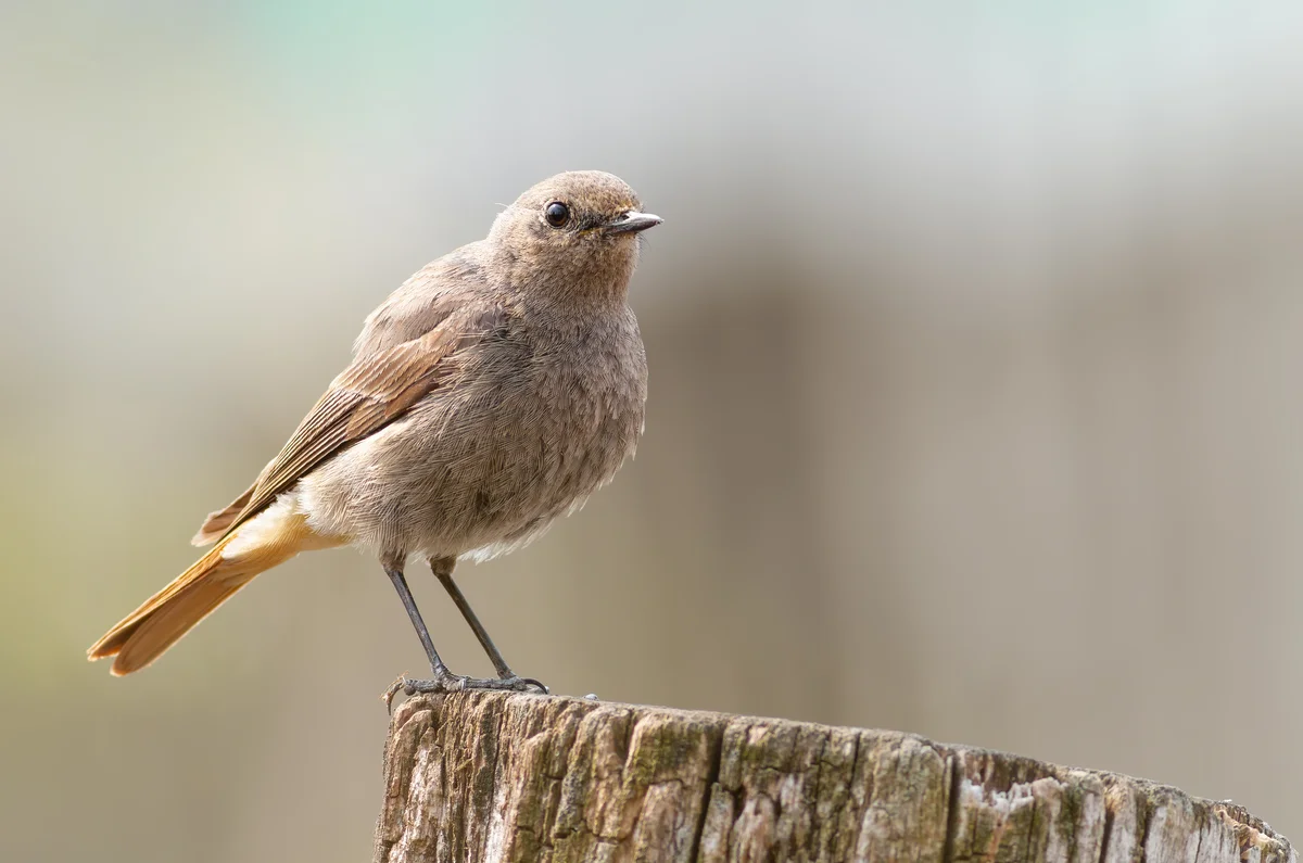 Der Hausrotschwanz Gesang - Vögel in Europa