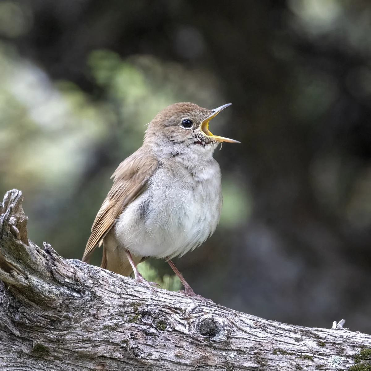 Der Nachtigall Gesang - Vögel in Europa