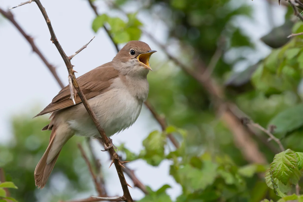 Der Nachtigall Gesang in der Nacht - Vögel in Europa