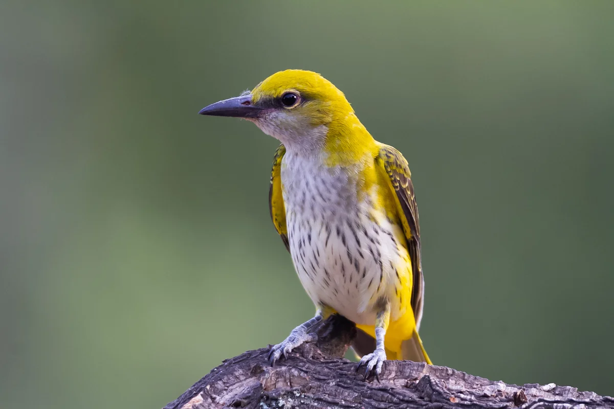 Der Pirol Gesang - Vögel in Europa