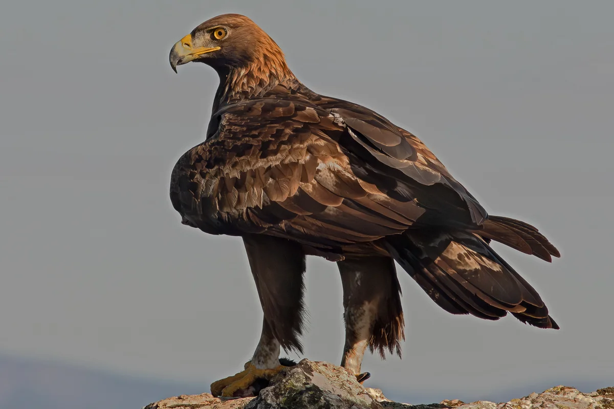 Der Steinadler im Steckbrief - Vögel in Europa