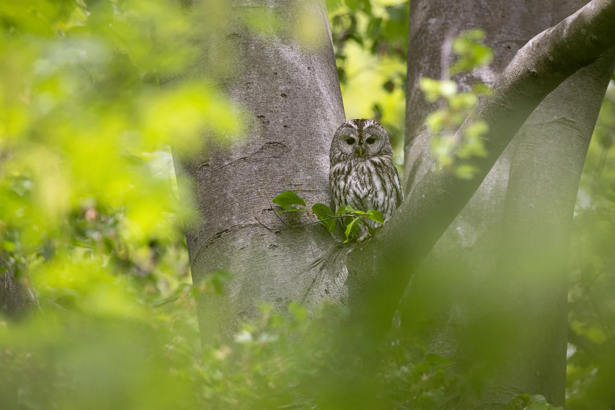 Der Waldkauz Ruf - Vögel in Europa