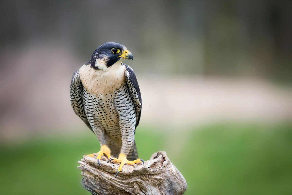 Der Wanderfalke Ruf - Vögel in Europa