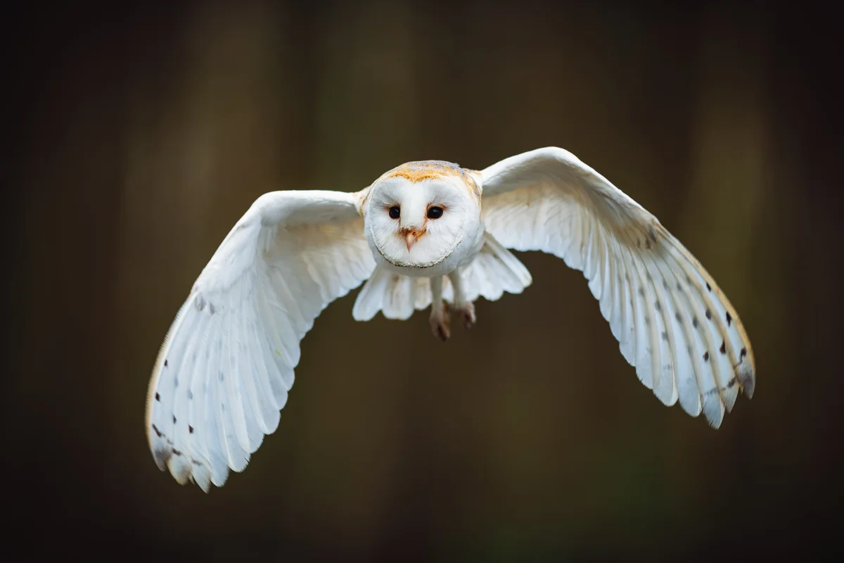 Die Schleiereule im Steckbrief - Vögel in Europa