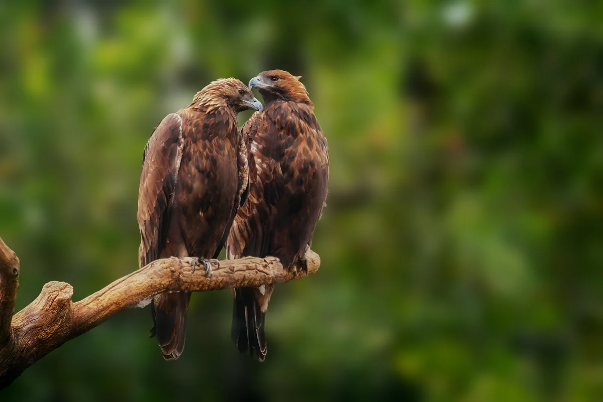 Die Steinadler Größe - Vögel in Europa