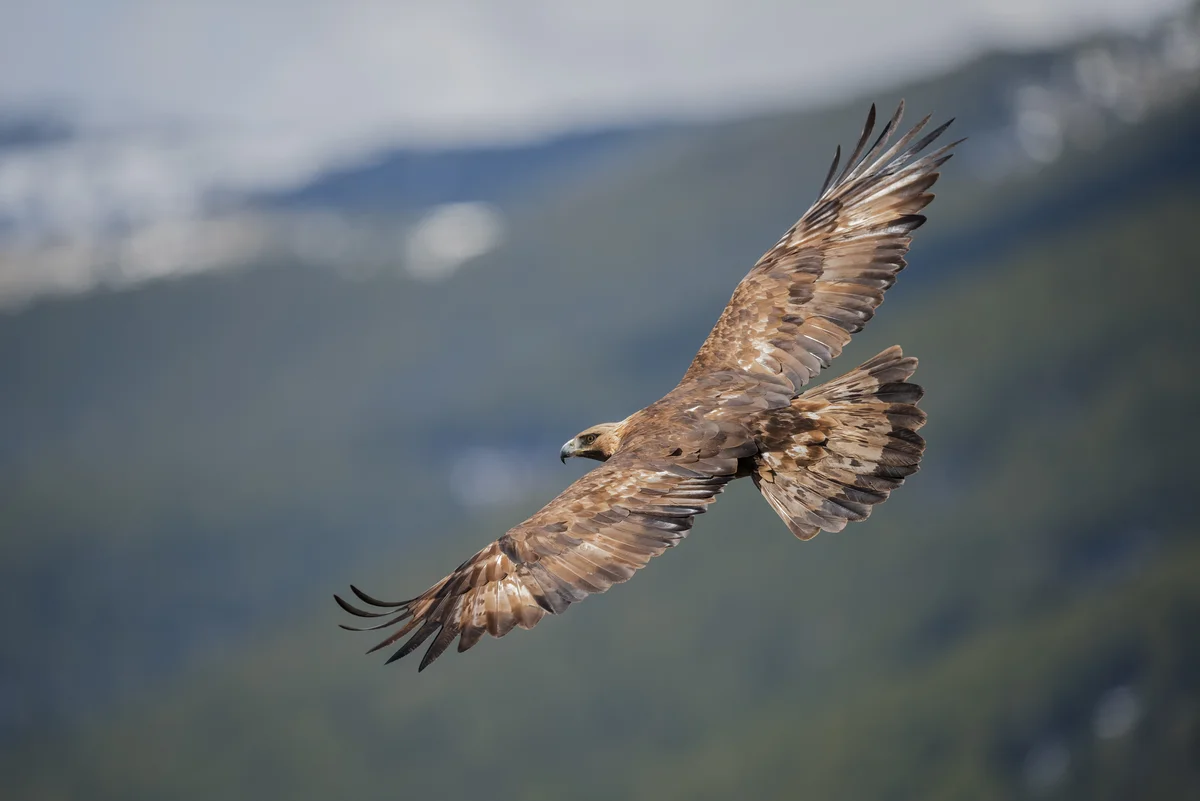 Die Steinadler Spannweite - Vögel in Europa