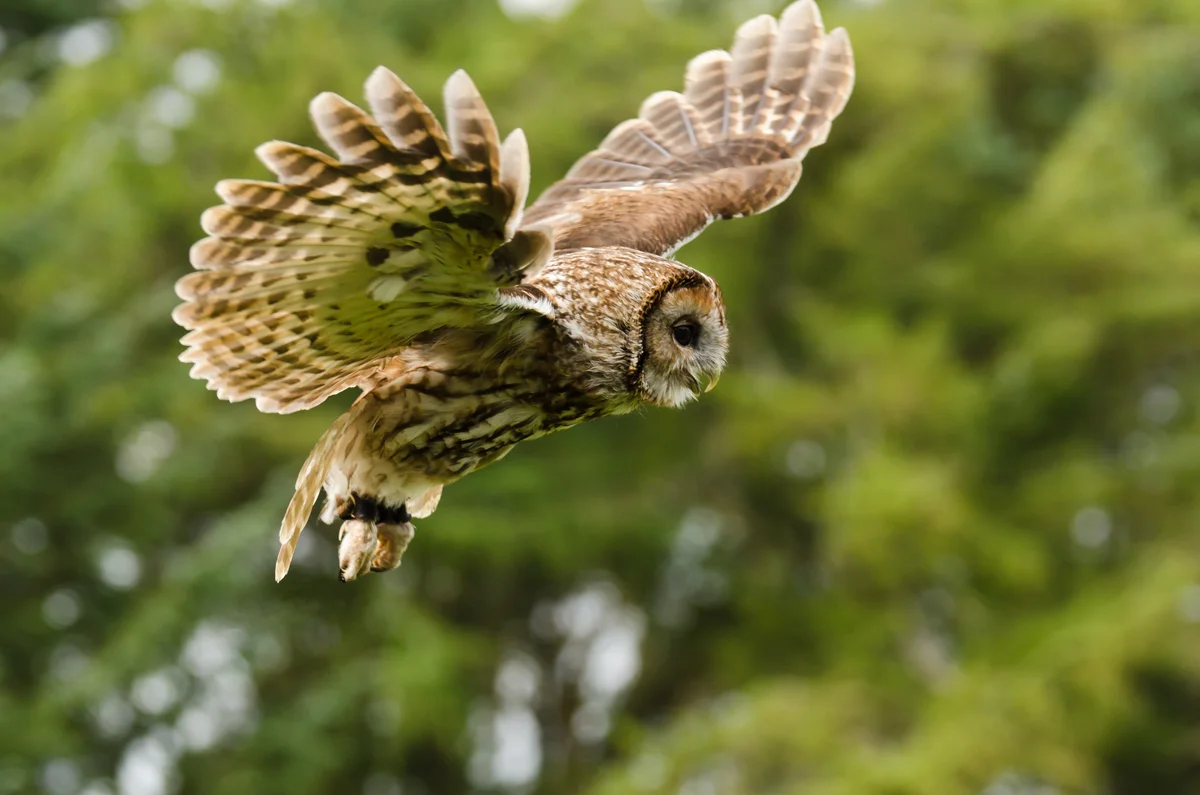 Die Waldkauz Geräusche - Vögel in Europa